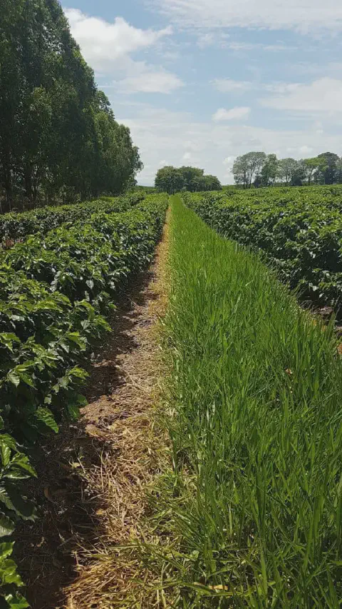 uma perspectiva em primeira pessoa de um corredor entre duas fileiras de um cafezal. À esquerda e à direita, o