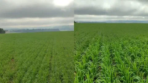 montagem comparativa, lado a lado, de uma mesma lavoura, possivelmente de um cereal como trigo, aveia