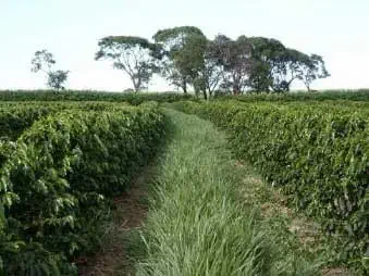 uma perspectiva imersiva de uma lavoura de café bem cuidada. Em primeiro plano, vemos um corredor gramado que