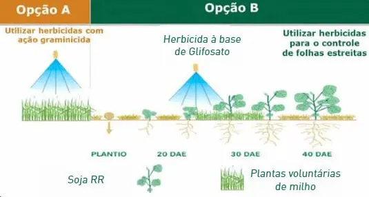 infográfico técnico que compara duas estratégias de manejo de plantas daninhas, especificamente plantas voluntá