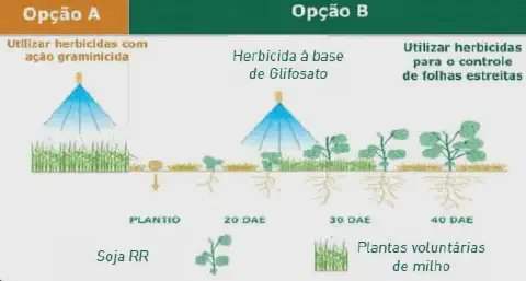 infográfico técnico que compara duas estratégias de manejo de plantas daninhas, especificamente plantas voluntá