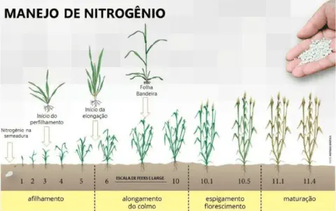 infográfico detalhado sobre o 'Manejo de Nitrogênio' em culturas de cereais, como o trigo. Ela ilustra visualme