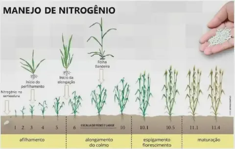 infográfico detalhado sobre o manejo de nitrogênio em culturas de cereais, como trigo ou cevada. Ela ilustra vi