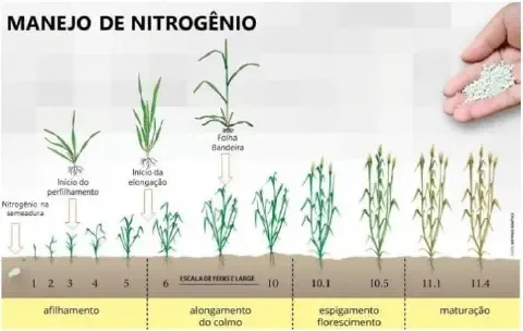 infográfico detalhado sobre o manejo de nitrogênio em culturas de cereais, como trigo ou cevada. Ela ilustra vi