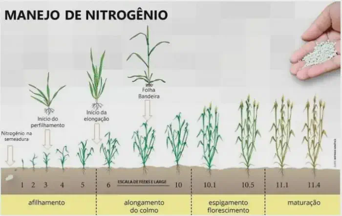 Manejo de Nitrogênio: Guia de Aplicação em Cereais infográfico detalhado sobre o manejo de nitrogênio em culturas de cereais, como trigo ou cevada. Ela ilustra vi