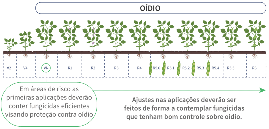 infográfico educativo que ilustra o ciclo de desenvolvimento da cultura da soja, correlacionando seus estádios
