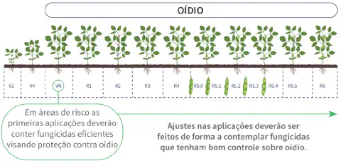 infográfico educativo que ilustra o ciclo de desenvolvimento da cultura da soja, correlacionando seus estádios