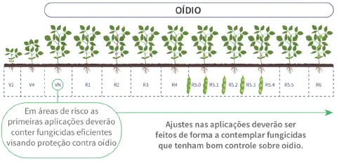infográfico educativo que ilustra o ciclo de desenvolvimento da cultura da soja, correlacionando seus estádios