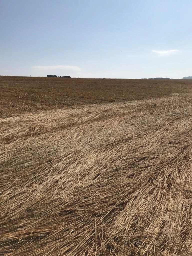 vasta paisagem agrícola após a colheita, com o campo coberto por uma espessa camada de palhada seca. O t