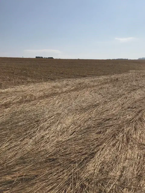 vasta paisagem agrícola após a colheita, com o campo coberto por uma espessa camada de palhada seca. O t
