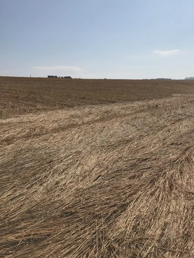 vasta paisagem agrícola após a colheita, com o campo coberto por uma espessa camada de palhada seca. O t