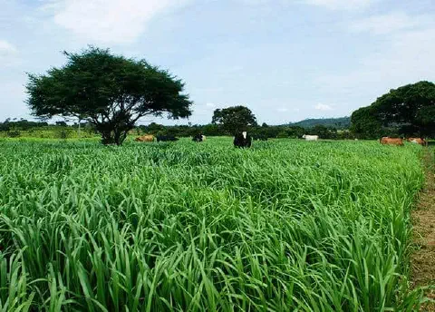 uma paisagem rural vibrante, destacando um extenso campo de pastagem com capim alto e verdejante, provavelment