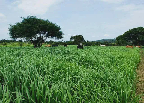uma paisagem rural vibrante, destacando um extenso campo de pastagem com capim alto e verdejante, provavelment