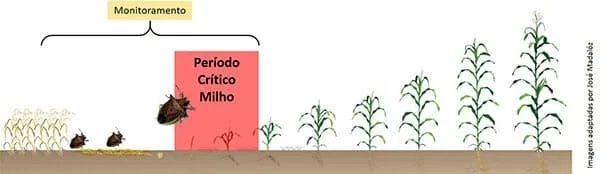 infográfico que ilustra as fases de desenvolvimento da cultura do milho e o momento crucial para o manejo de pr