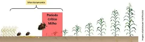 infográfico que ilustra as fases de desenvolvimento da cultura do milho e o momento crucial para o manejo de pr