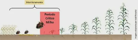 infográfico que ilustra as fases de desenvolvimento da cultura do milho e o momento crucial para o manejo de pr
