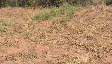 Herbicidas registrados para o manejo de Amaranthus hybridus