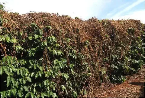 uma lavoura de café severamente afetada por uma infestação de plantas daninhas, especificamente uma trepadeira