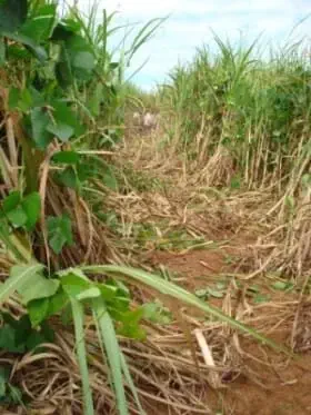 uma visão interna de um canavial, com foco em uma das entrelinhas da plantação. As plantas de cana-de-açúcar e