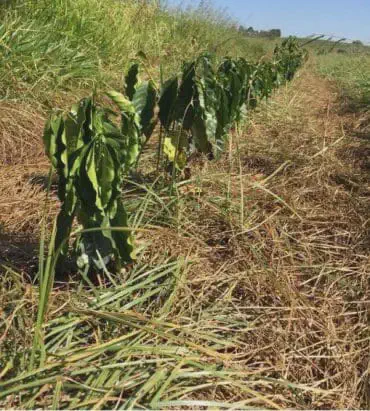 uma fileira de mudas jovens de café recém-plantadas em um campo aberto sob a luz do sol. As plantas, ainda em