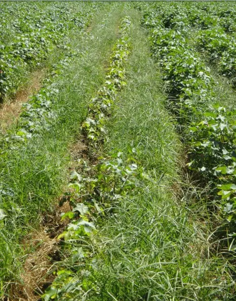 Infestação de plantas daninhas no algodão