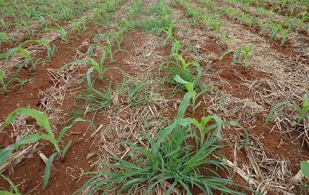 lavoura de milho em seu estágio inicial de desenvolvimento, com as plântulas verdes emergindo em linhas