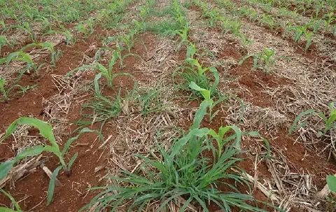 lavoura de milho em seu estágio inicial de desenvolvimento, com as plântulas verdes emergindo em linhas