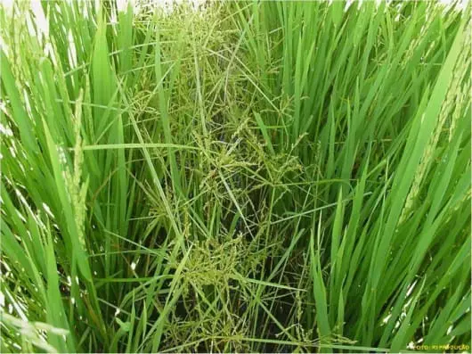 close-up de uma lavoura de arroz em estágio de desenvolvimento, caracterizada pelas folhas longas e verdes