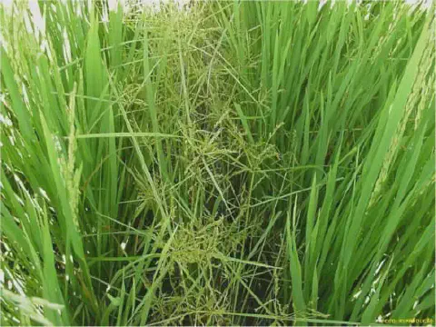 close-up de uma lavoura de arroz em estágio de desenvolvimento, caracterizada pelas folhas longas e verdes