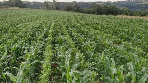 lavoura de milho em estágio vegetativo, com as plantas jovens dispostas em fileiras. O ponto central da