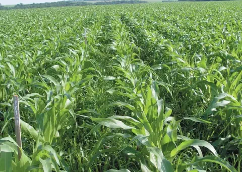 uma ampla lavoura de milho em estágio de desenvolvimento vegetativo. As plantas de milho, com suas folhas verd