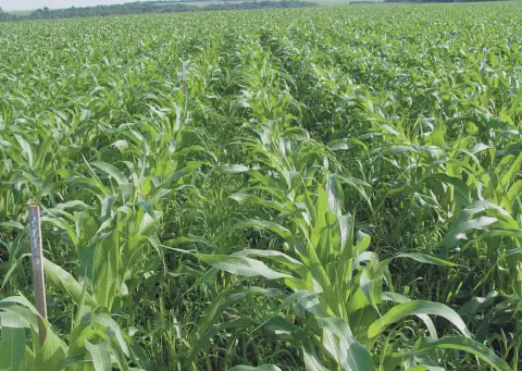 uma ampla lavoura de milho em estágio de desenvolvimento vegetativo. As plantas de milho, com suas folhas verd