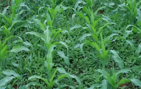 uma lavoura de milho em estágio inicial de desenvolvimento, onde as jovens plantas de milho, com suas folhas v