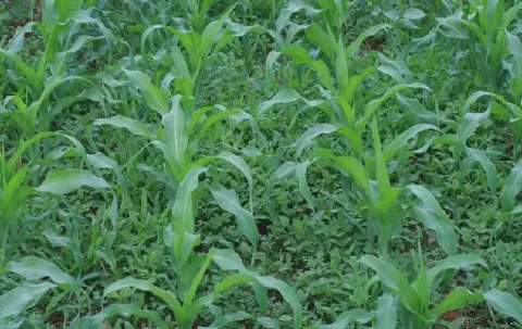 uma lavoura de milho em estágio inicial de desenvolvimento, onde as jovens plantas de milho, com suas folhas v