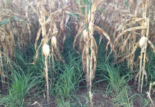 uma lavoura de milho em estágio avançado de maturação, possivelmente próximo à colheita. As plantas de milho e