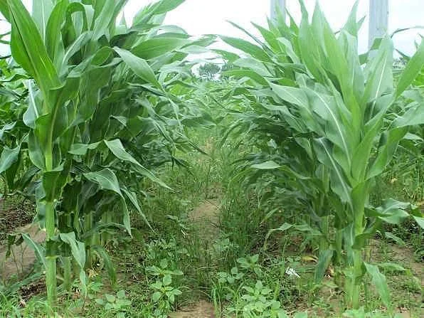 perspectiva ao nível do solo dentro de uma lavoura de milho. As plantas de milho, altas e com folhas ver