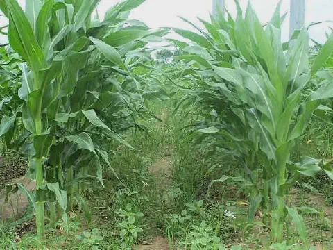 perspectiva ao nível do solo dentro de uma lavoura de milho. As plantas de milho, altas e com folhas ver