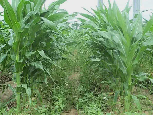 Manejo de Plantas Daninhas na Lavoura de Milho | Aegro perspectiva ao nível do solo dentro de uma lavoura de milho. As plantas de milho, altas e com folhas ver
