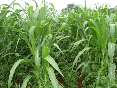 uma lavoura de milho ou sorgo em estágio vegetativo. As plantas, de um verde vibrante, estão crescendo densame