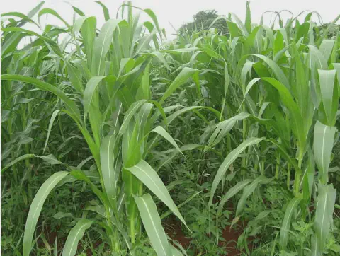 uma lavoura de milho ou sorgo em estágio vegetativo. As plantas, de um verde vibrante, estão crescendo densame