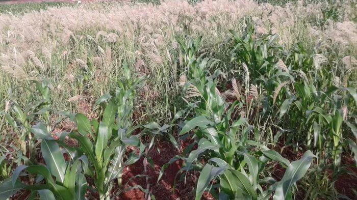uma lavoura de milho em estágio inicial de desenvolvimento, enfrentando uma severa infestação de plantas danin