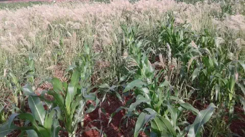 uma lavoura de milho em estágio inicial de desenvolvimento, enfrentando uma severa infestação de plantas danin
