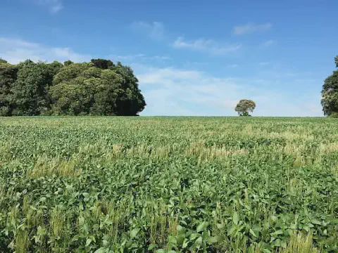 Lavoura de soja infestada por plantas daninhas no momento da colheita.