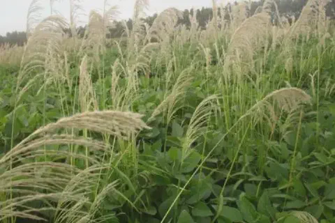lavoura de soja em meio a uma severa infestação de plantas daninhas, especificamente uma gramínea alta c