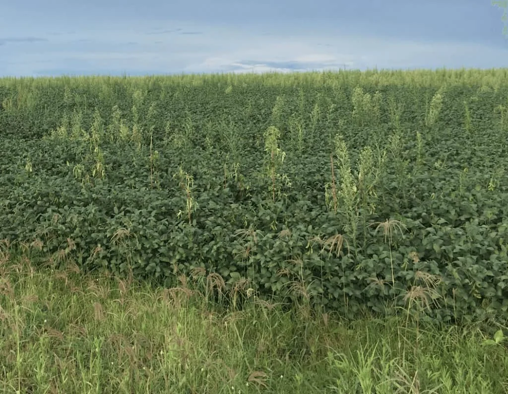 Manejo de Plantas Daninhas na Lavoura de Soja uma extensa lavoura de soja em um estágio avançado de desenvolvimento, caracterizada por uma densa cobertura d