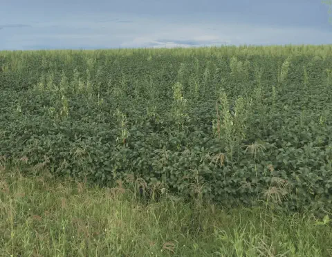 uma extensa lavoura de soja em um estágio avançado de desenvolvimento, caracterizada por uma densa cobertura d