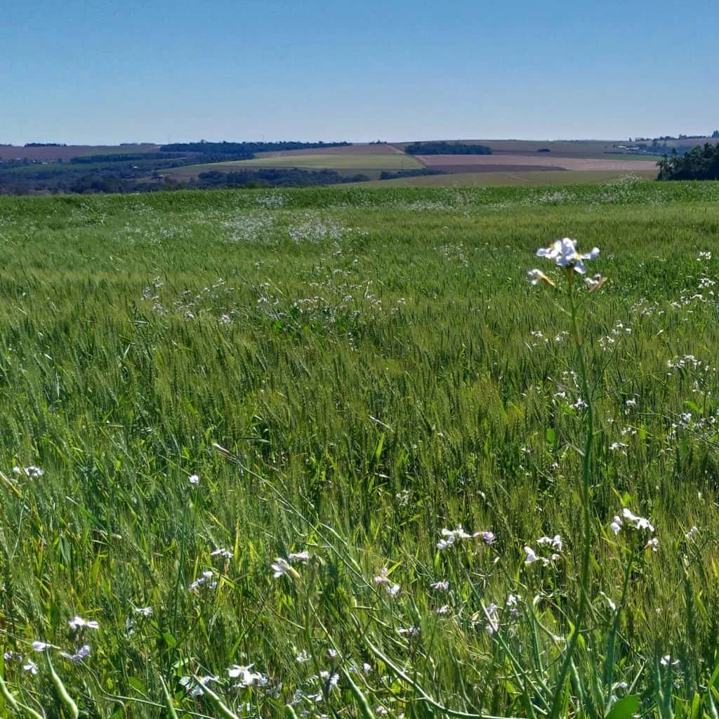 uma ampla lavoura de trigo em estágio de desenvolvimento, com as plantas apresentando uma coloração verde vibr