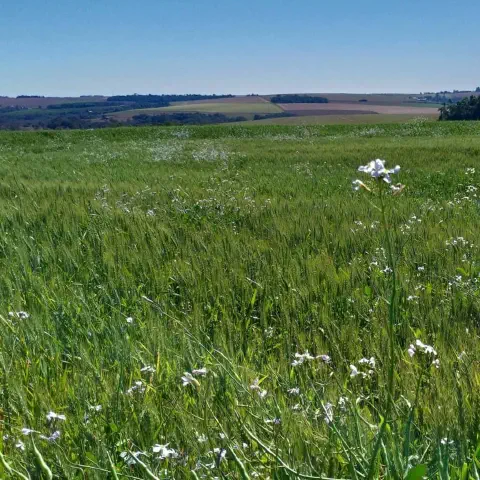 uma ampla lavoura de trigo em estágio de desenvolvimento, com as plantas apresentando uma coloração verde vibr