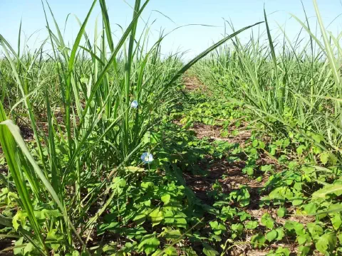 lavoura de cana-de-açúcar em estágio inicial de desenvolvimento, com as plantas dispostas em linhas de p