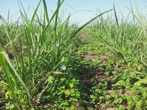 lavoura de cana-de-açúcar em estágio inicial de desenvolvimento, com as plantas dispostas em linhas de p